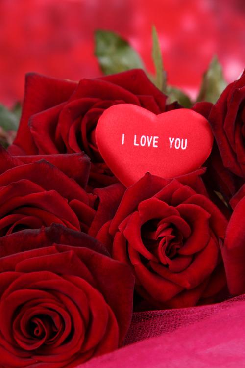 浪漫的情人节红玫瑰