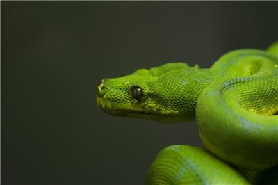 蛇,绿色,头,鳞片