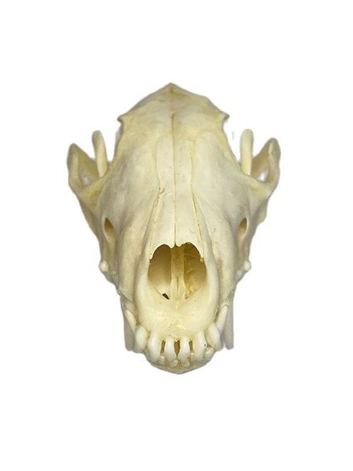 真实天然狐狸头骨标本骨骼漂白狐狸标本牙齿齐全动物头骨模型