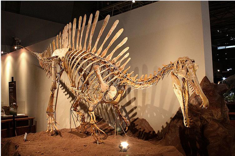 0 近几年发现的棘龙化石似乎在证明了棘龙的后腿并不是很长,它可能
