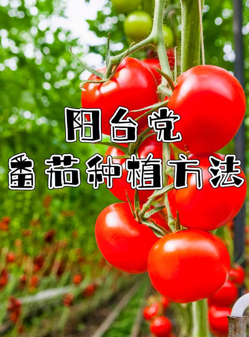 蔬菜种植 #阳台种菜 #种植番茄 #番 - 抖音