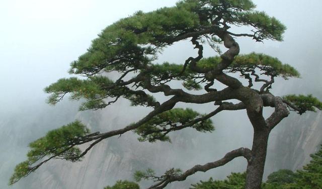 安徽最高龄树高768米存活1400多年有天下第一松的美誉