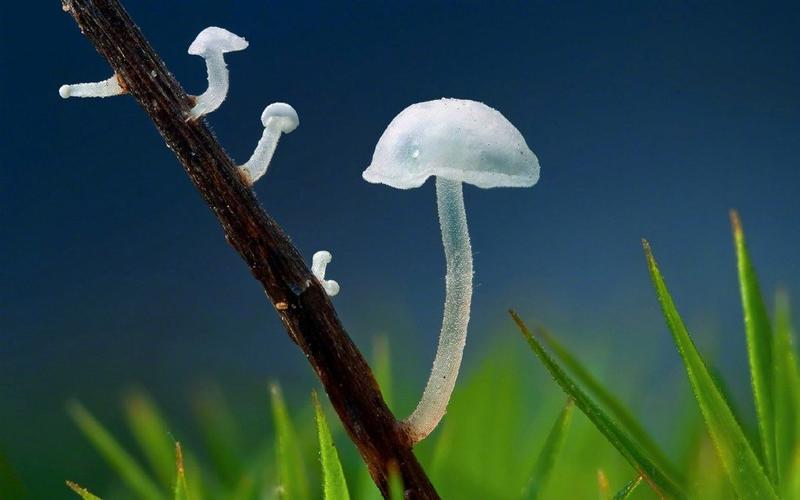 可爱的蘑菇绿色唯美壁纸图片