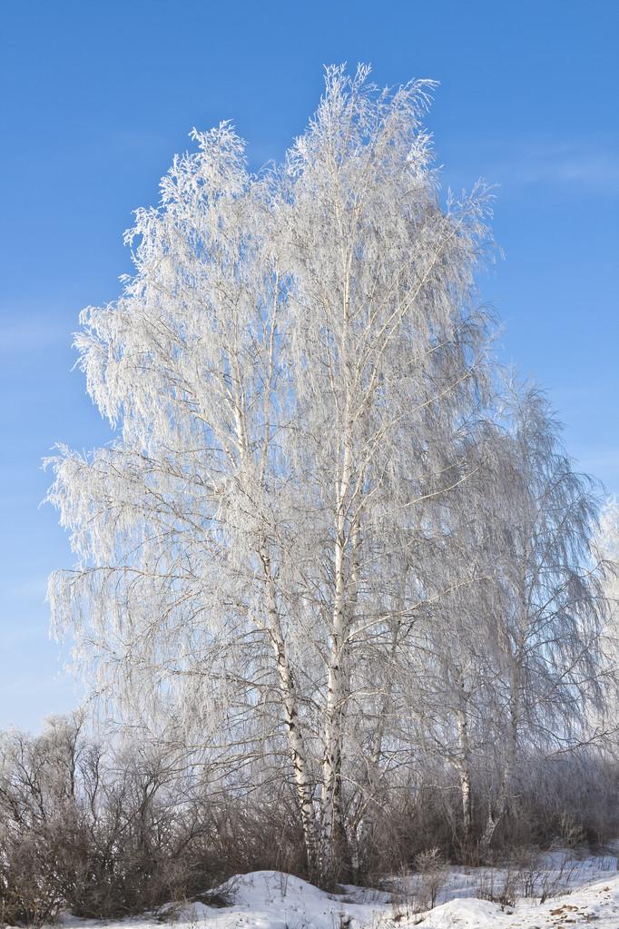 雪中的树,在雪中白桦树点燃太阳在寒冷中