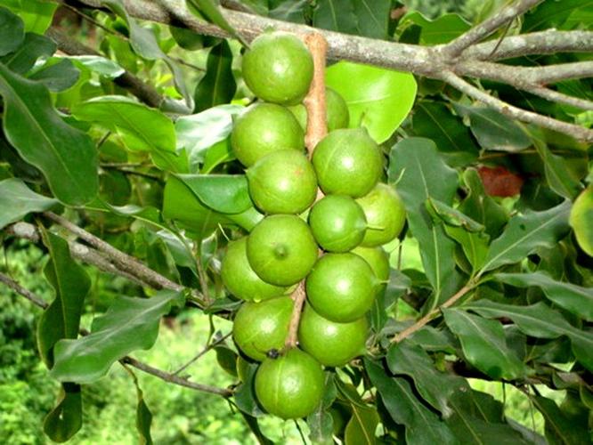 之旅(二) 写美篇夏威夷果是一种树生坚果,其植株可以称之为夏威夷果树
