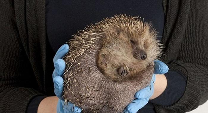 阿伯丁郡野生动物救助中心发现英国最重刺猬阿布卡尔