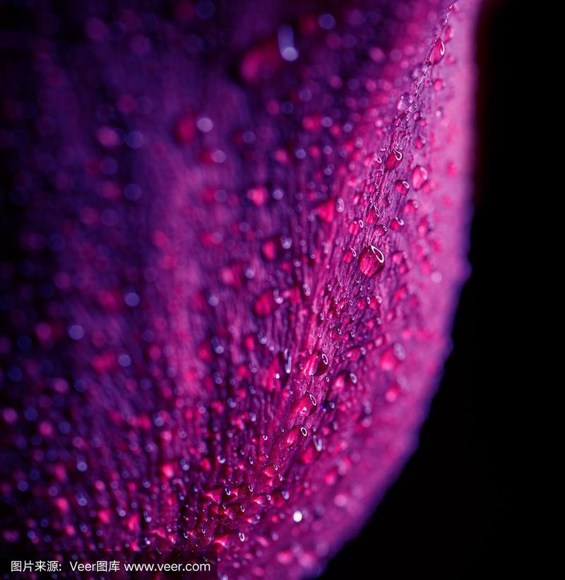 紫玫瑰上的水滴.