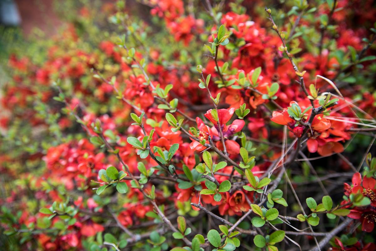 红花荀子的养殖方法和注意事项  红花荀子,也称锦葵,是一种常见的观赏