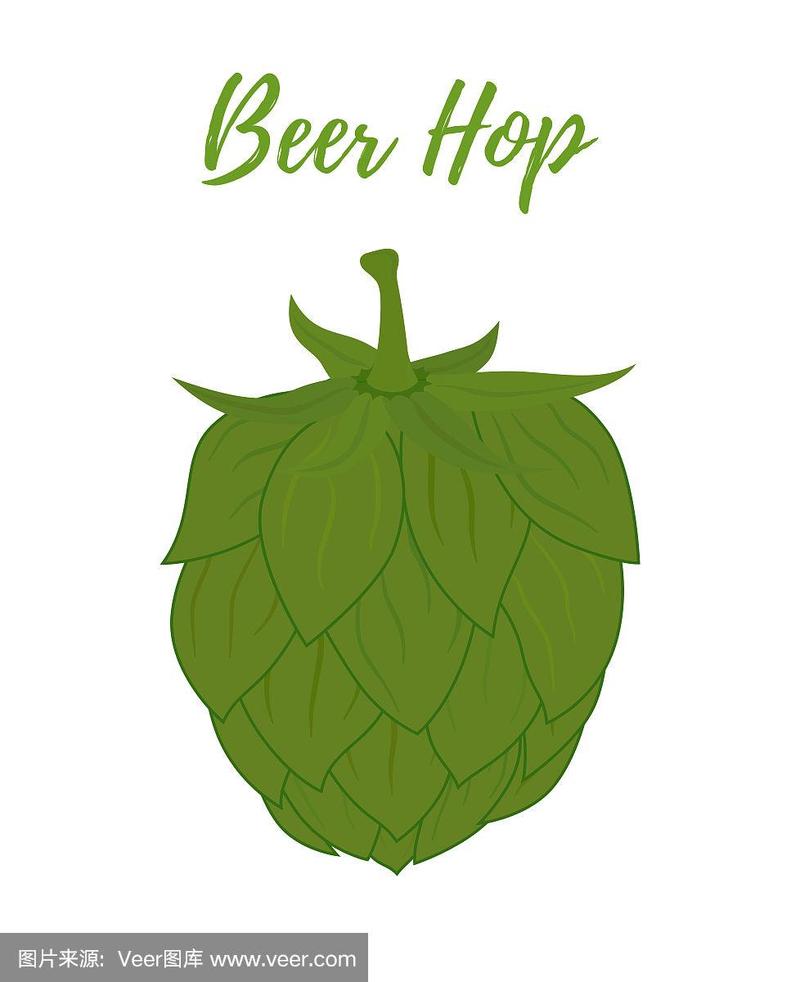 向量啤酒啤酒花,绿色植物在卡通风格