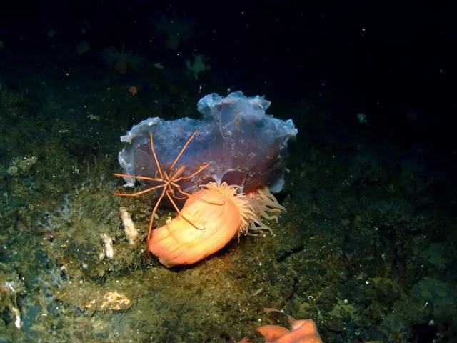 海蜘蛛作为海底最强废物凭实力活了5亿年甘拜下风