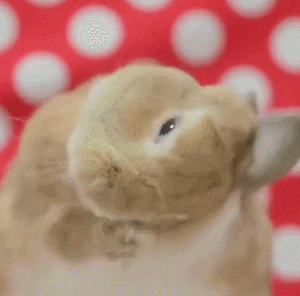 小兔兔吃东西搞笑可爱gif动图_动态图_表情包下载_soogif