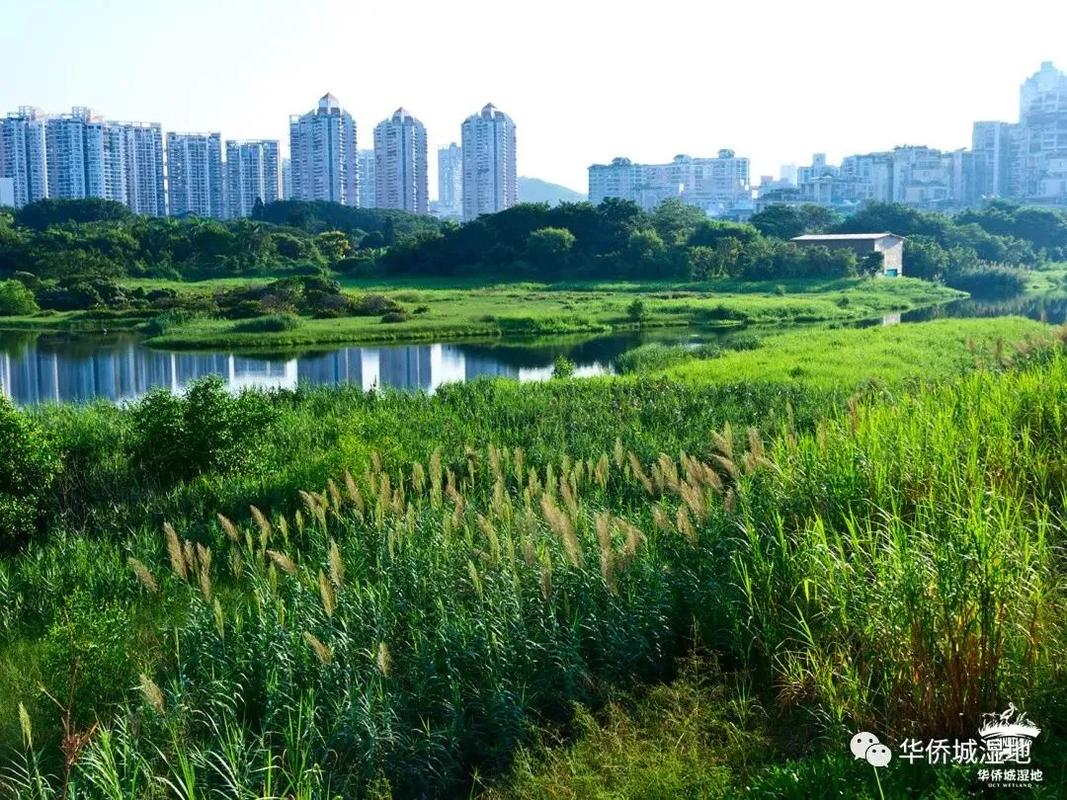 深新早点丨深圳这个湿地公园晋升"国家级",春节去打卡