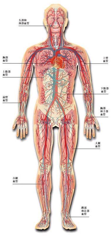 谁能给我提供一些这样的人体血管分布图片,或者讲解人体结构的网站