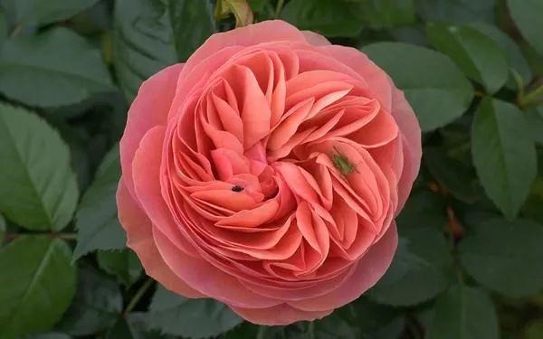 世界上最美的10种玫瑰花,有一种味道不太好