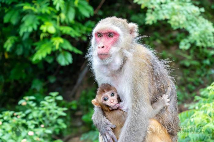 妈妈和孩子猴子小猴子从妈妈那里哺乳