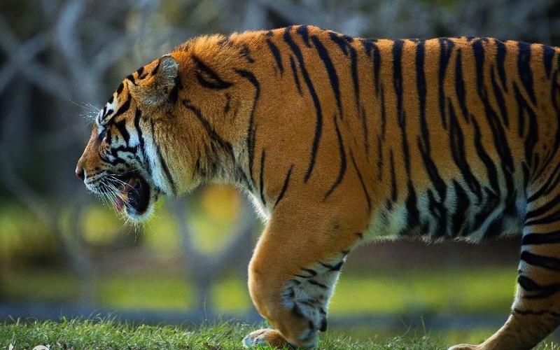 雄性苏门答腊虎 头部比例最大的虎种