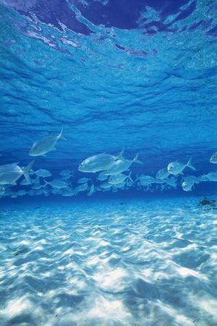 你知道海洋生物吗