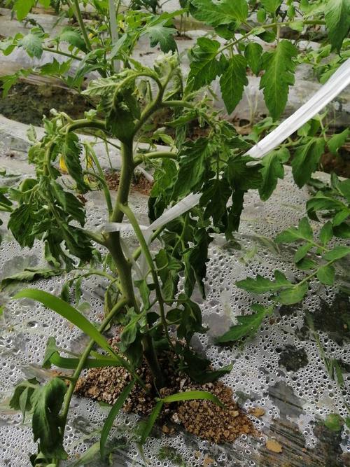 的温室西红柿出现这种病怎么治理刚开始是顶部叶子取卷然后蔓延至正柱