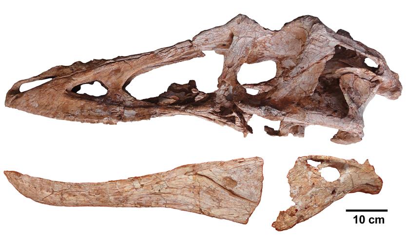 晚白垩世时期的霸王龙类表亲——长头霸王龙类虔州龙qianzhousaurus