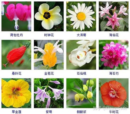 花及其名字的照片六种普通植物 连续一种 不再有花朵!