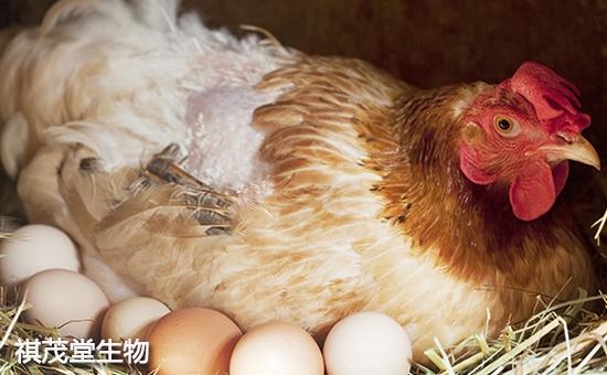 蛋鸡怎样喂产量高,蛋鸡提高产蛋量的几种方法,提高蛋鸡产蛋量土方
