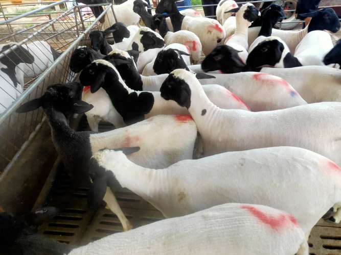 杜寒杂交养殖联系商家支持视频选羊全国可发货