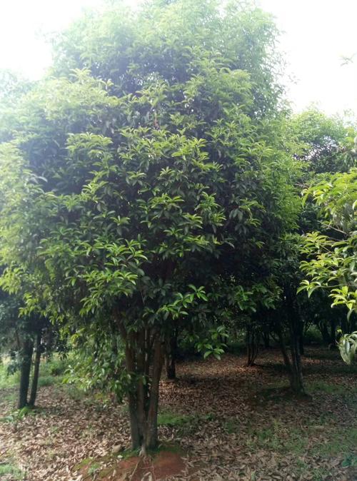 丛生3米冠幅桂花树