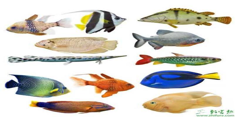 观赏鱼种类和图片常见热带观赏鱼图片及名称