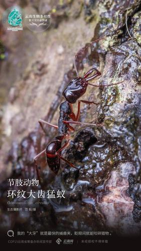【云南生物多样性数字化百科图谱】节肢动物环纹大齿猛蚁:我的"大牙"