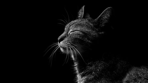 黑猫图片大全大图-动物壁纸-高清动物图片-第10图-娟娟壁纸