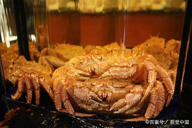 深海中的大蜘蛛帝王蟹吃得是高品质的享受