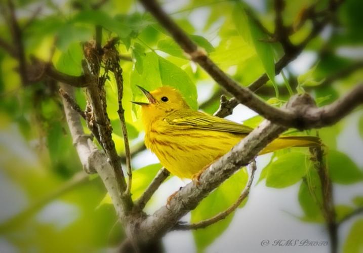 尽情歌唱  黄莺 (yellow warbler)  特点:黄色  胸部红纹