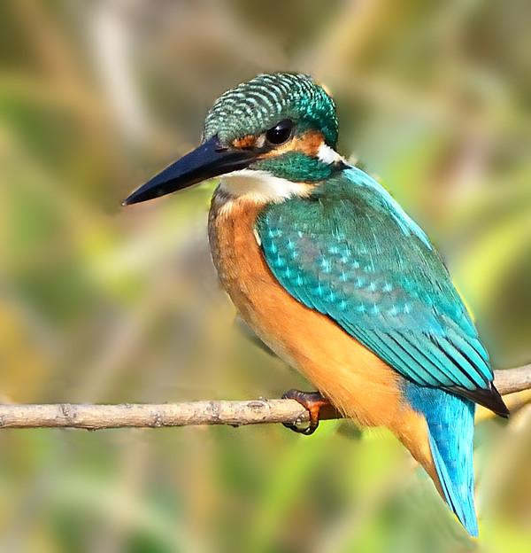 18:16 1楼  翠鸟,湖边,江边最常见的水鸟,它有翠绿的翅膀,清脆的叫声