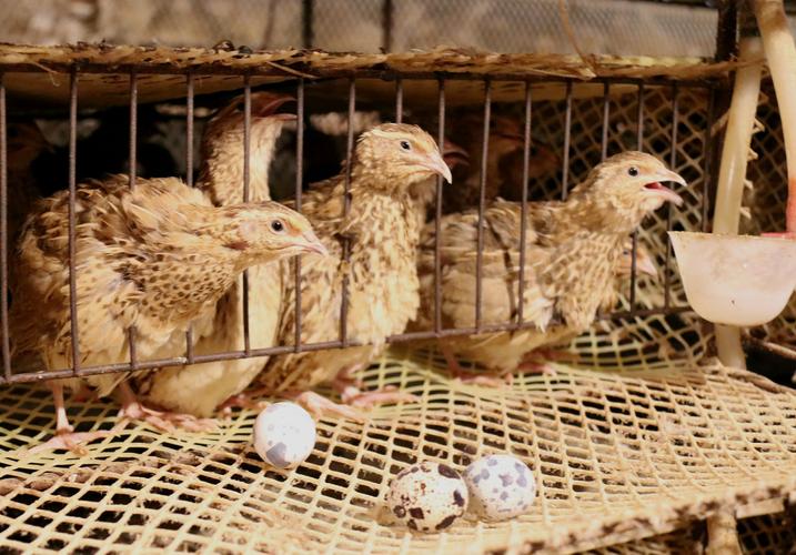 养殖过程中,景坤坤发现鹌鹑产蛋一年四季基本不受天气影响,不仅鹌鹑蛋