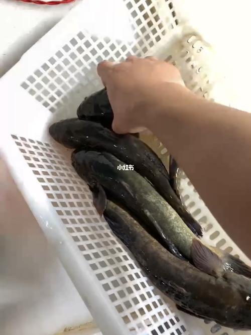 6斤平均半斤上一条#三门小海鲜  #蟹虎鱼