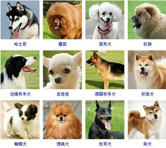 你家养的什么品种的狗狗呢