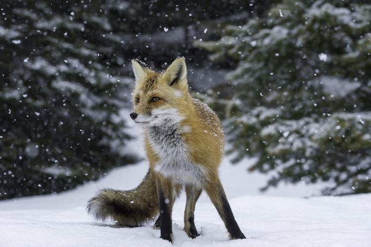 冬季红狐狸壁纸高清原图查看
