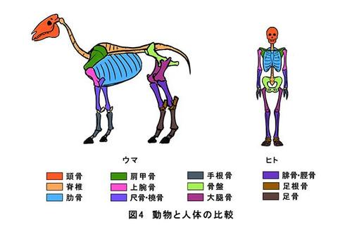 生物骨骼动物角色肌肉讲解