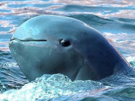 英文名irrawaddy dolphin,又叫伊河海豚,伊河豚,伊豚.