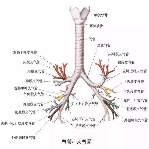 【收藏】临床医师呼吸系统核心考点总结(附解剖图)