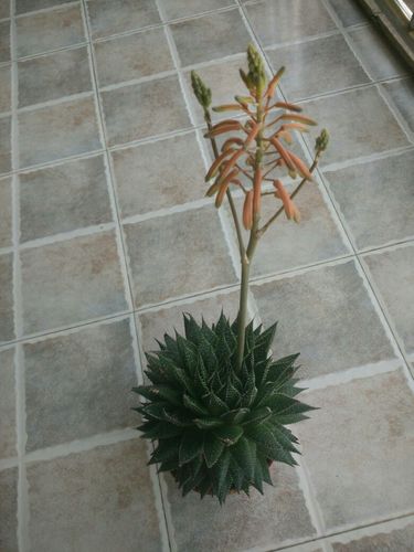 想知道这是什么植物