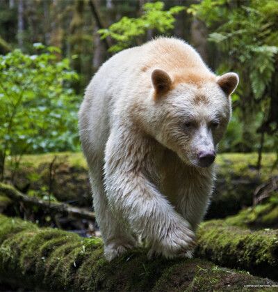 白灵熊在英国大熊雨林尤为常见,公主岛上十只黑熊中就有一只白灵熊.