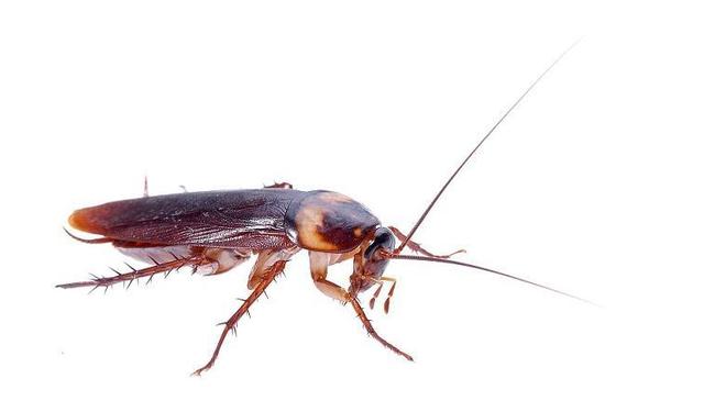 一只雄性的美洲蟑螂可以活多久雄性美洲蟑螂寿命与什么有关