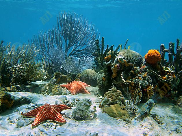 美丽海底珊瑚海星景色高清图片下载
