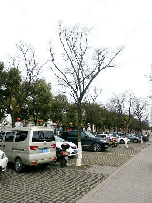 问一下 这棵停车位的树是什么树 地点 江苏镇江