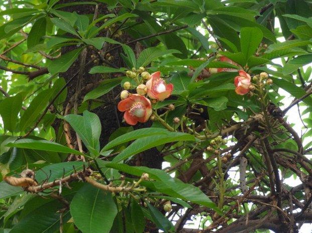 摄影开花结果的植物菩提树图片分享