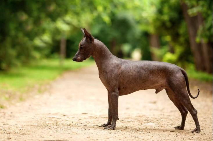 墨西哥无毛犬:全身无毛的狗狗,虽然十分稀有,但被奉为神的使者