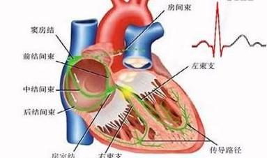 心脏的传导系统是怎么回事?