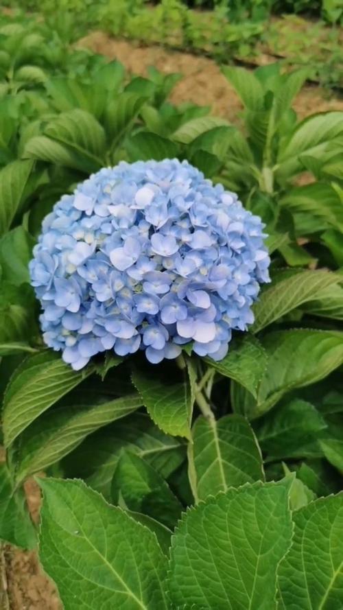 蓝色绣球花,花语:团圆美满.