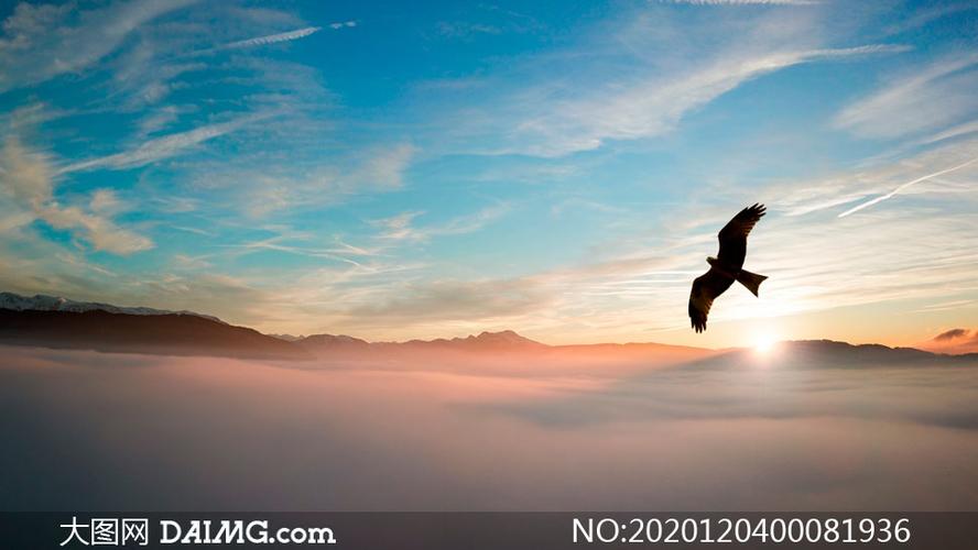 清晨在山顶上翱翔的雄鹰摄影图片